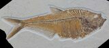 Detailed, Diplomystus Fossil Fish - Wyoming #63988-1